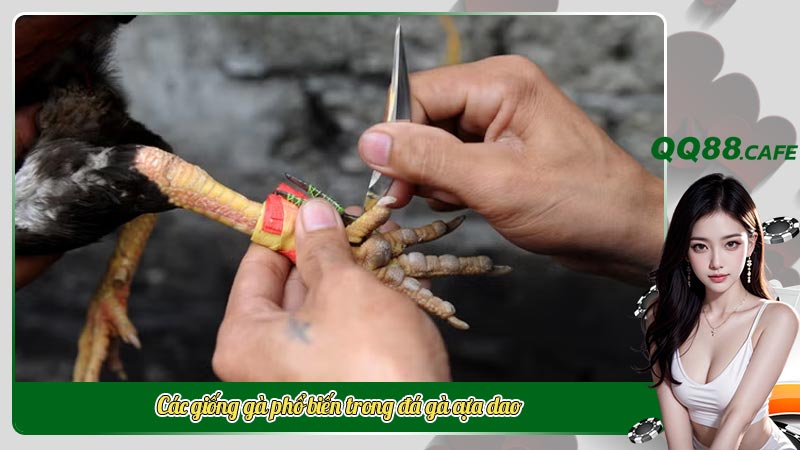 Đá gà cựa dao là như thế nào? Tinh hoa của sự dũng mãnh | Hình ảnh 5 Các giống gà phổ biến trong đá gà cựa dao