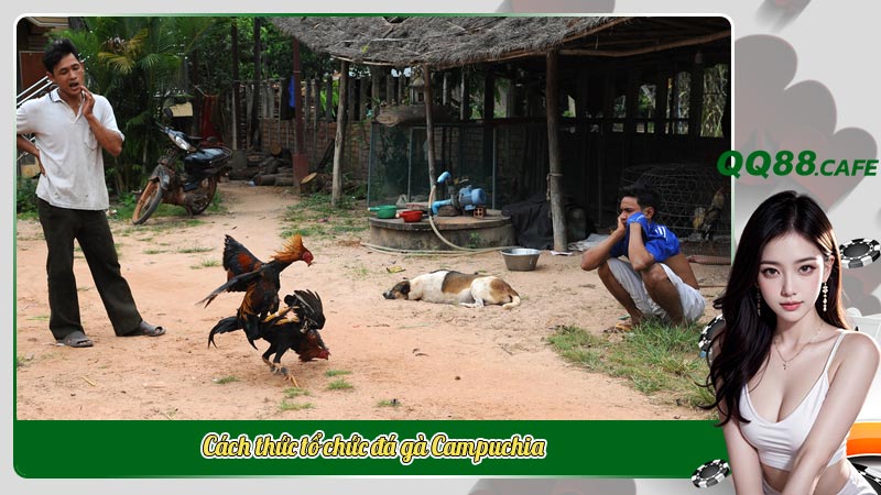 Đá gà Campuchia: Gìn giữ truyền thống hay đối mặt tranh cãi? | Hình ảnh 4 Cách thức tổ chức đá gà Campuchia