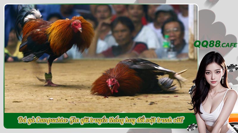 Đá gà Campuchia: Gìn giữ truyền thống hay đối mặt tranh cãi?