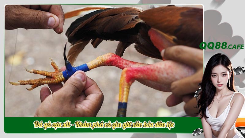 Đá gà cựa sắt - Khám phá và gìn giữ văn hóa dân tộc