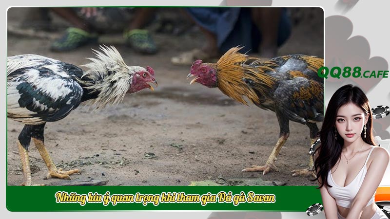 Đá gà Savan: Trải nghiệm livestream và cá cược đỉnh cao | Hình ảnh 5 Những lưu ý quan trọng khi tham gia Đá gà Savan