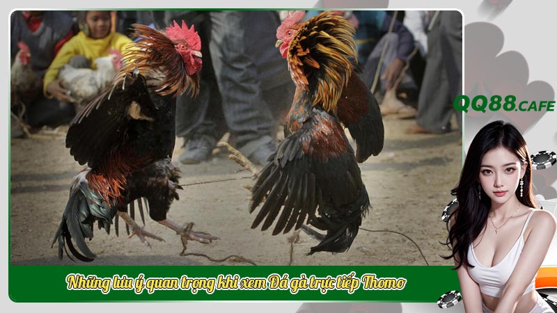 Khám phá đá gà trực tiếp Thomo Top 1 ngành giải trí Campuchia | Hình ảnh 5 Những lưu ý quan trọng khi xem Đá gà trực tiếp Thomo