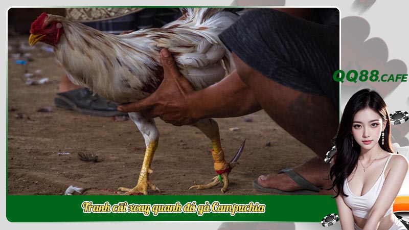 Đá gà Campuchia: Gìn giữ truyền thống hay đối mặt tranh cãi? | Hình ảnh 5 Tranh cãi xoay quanh đá gà Campuchia