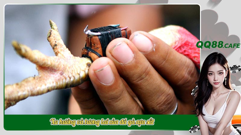 Đá gà cựa sắt - Khám phá và gìn giữ văn hóa dân tộc | Hình ảnh 5 Xu hướng và tương lai của đá gà cựa sắt